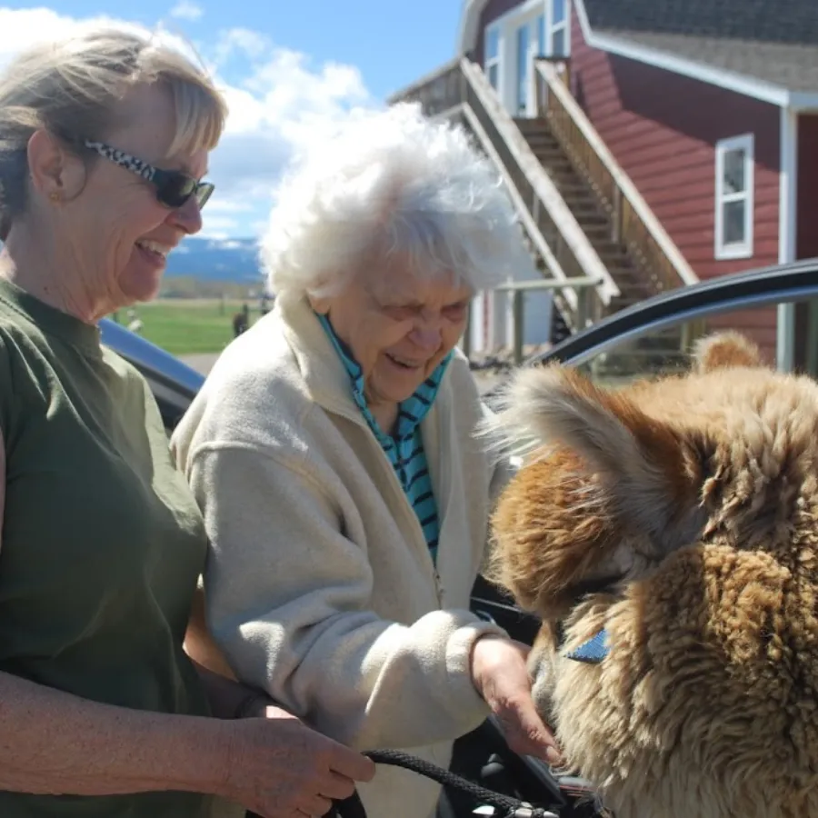 Private Alpaca & Llama Farm Tour with Owner