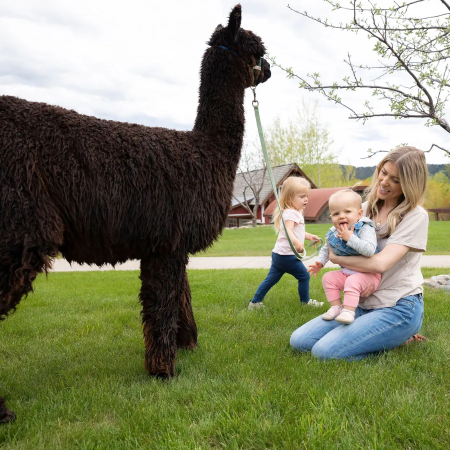 Private Alpaca & Llama Farm Tour with Owner